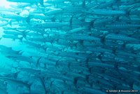 Donkervin barracudas
