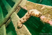 Sea cucumber