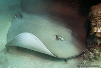 Tahitian Stingray