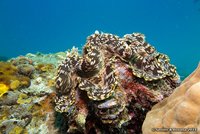 Giant clam