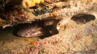 Coral catshark