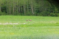 Red deer