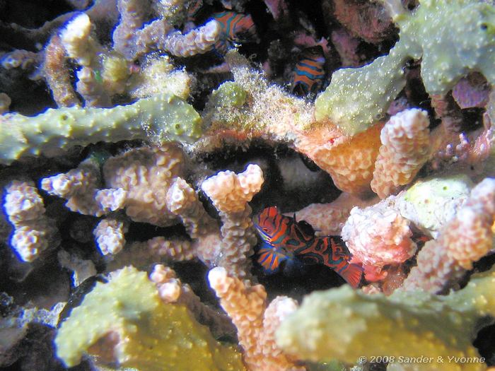 Mandarijnvissen, Synchiporus splendidus, Alung Banna, Bunaken NP