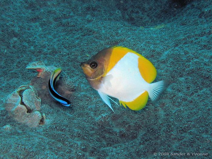Pyramide koraalvlinder, Hemitaurichthys polylepis met poetsvis (Labroides dimidiatus), Siladen, Bunaken NP