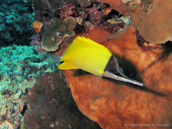 Gele pincetvis, Forcipiger flavissimus, Pangalisang, Bunaken NP