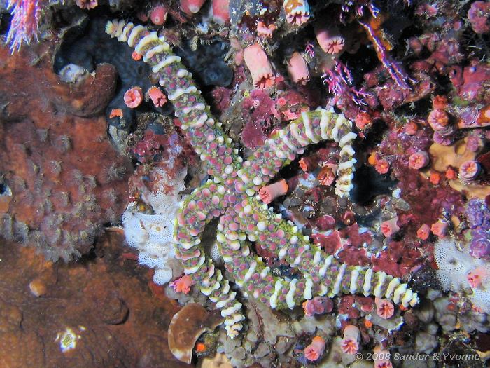 Wrattenzeester, Echinaster callosus, Pangalisang, Bunaken NP