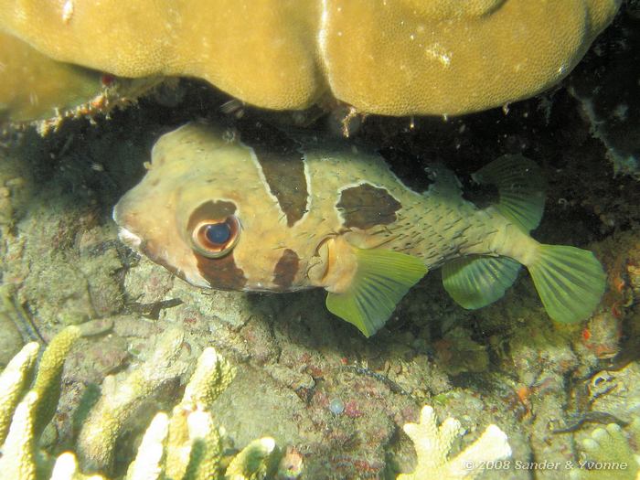 Masker egelvis, Diodon liturosus, Fukui, Bunaken NP
