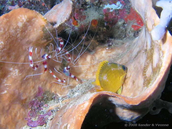 Roodwitte poetsgarnalen, Stenopus hispidus met geel juffertje(Chromis analis), Johnsons, Bunaken NP