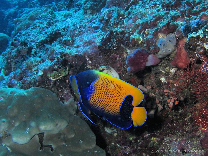 Droomkeizervis, Pomacanthus navarchus, Muka Kampung, Bunaken NP