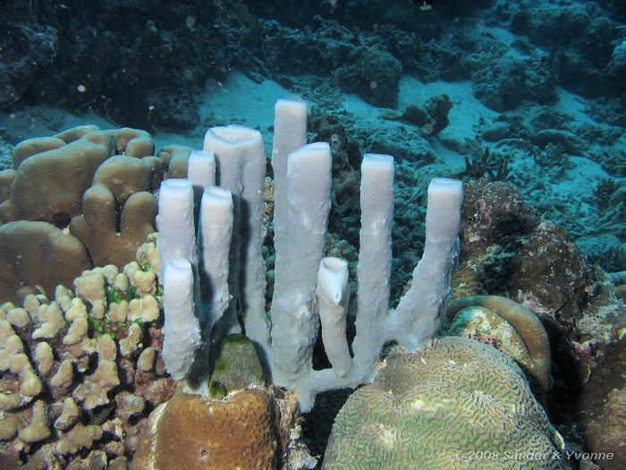 Buisspons, Muka Kampung, Bunaken NP