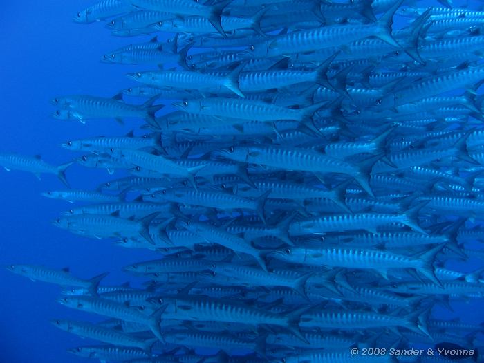 Donkervin barracudas, Sphyraena qenie, Barracuda Point, Bunaken NP