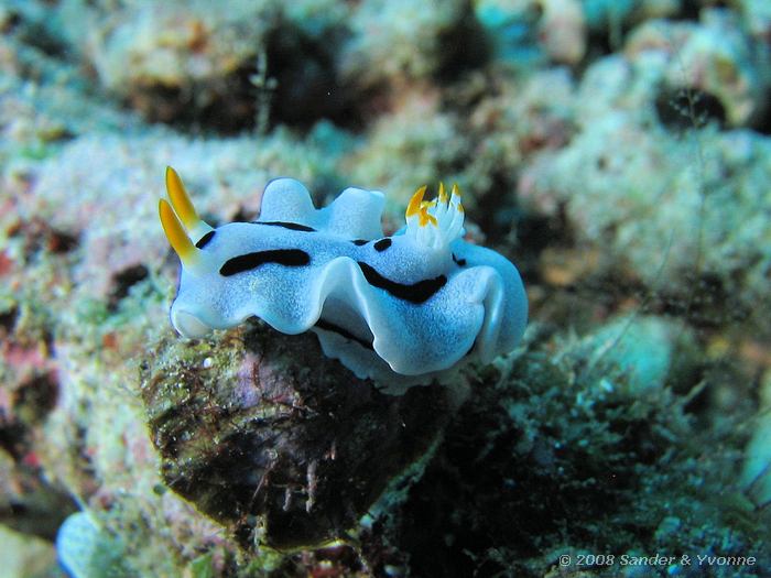 Chromodoris dianae, Naaktslak, Bango, Bunaken NP