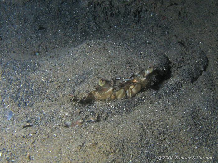 Krab onder het zand, Niet gevonden, Paradise huisrif, Noord-Sulawesi