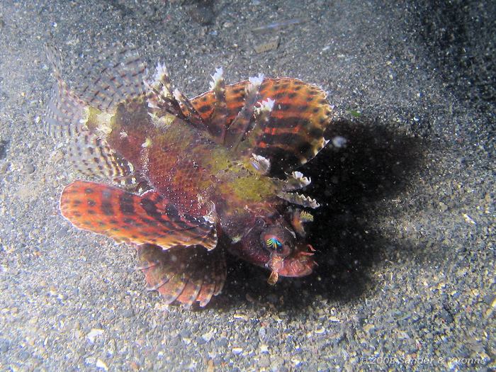 Gewone dwergkoraalduivel, Dendrochirus brachypterus, Paradise huisrif, Noord-Sulawesi