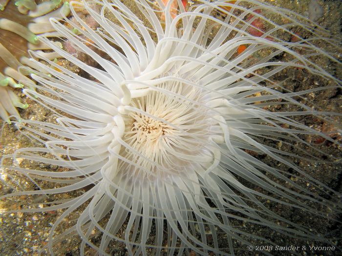 Zee-anemoon, Niet gevonden, Lipi, Straat van Lembeh