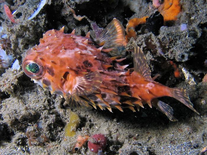 Kortstekel egelvis, Cyclichthys orbicularis, Lipi, Straat van Lembeh