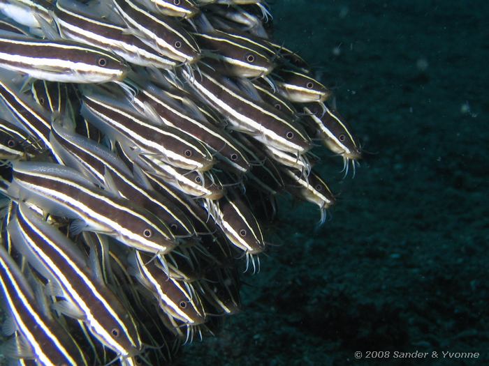 Gestreepte koraalmeervallen, Plotosus lineatus, Lipi, Straat van Lembeh