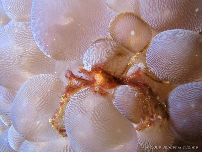 Orang utan krab, Achaeus japonicus in Blaaskoraal, Nudi Falls, Straat van Lembeh