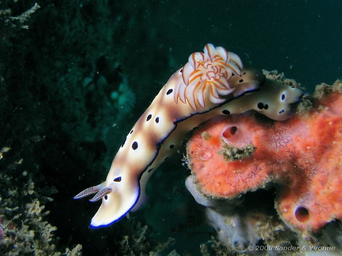 Risbecia tryoni, Naaktslak, Nudi Falls, Straat van Lembeh