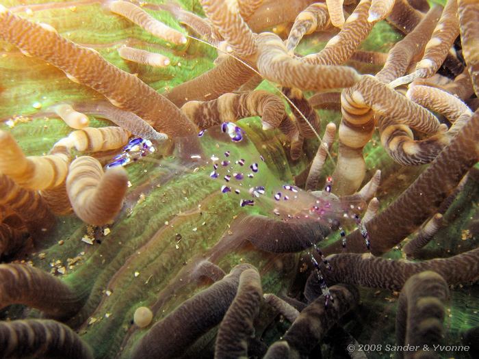 Symbiose garnaal, Periclimenes holthuisi, Nudi Falls, Straat van Lembeh