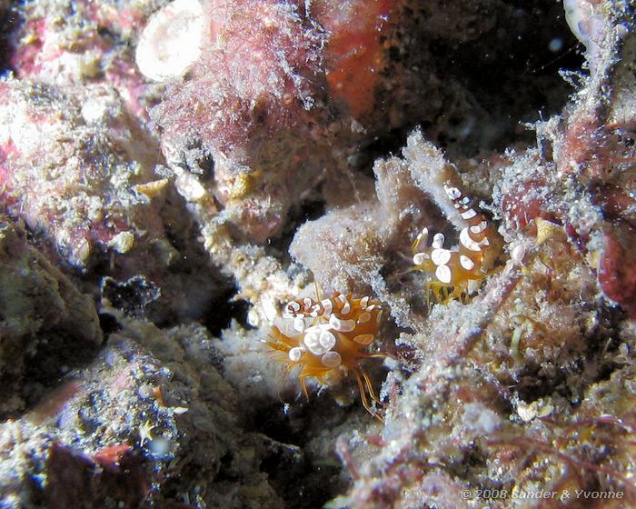 Clown garnalen, Periclimenes brevicarpalis, Nudi Falls, Straat van Lembeh