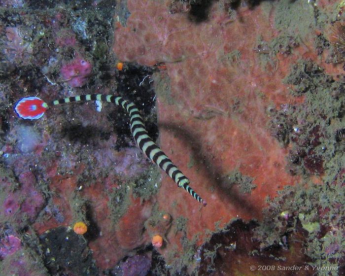 Geringde vaandelstaartzeenaald, Dunckerocampus dactyliophorus, Nudi Falls, Straat van Lembeh