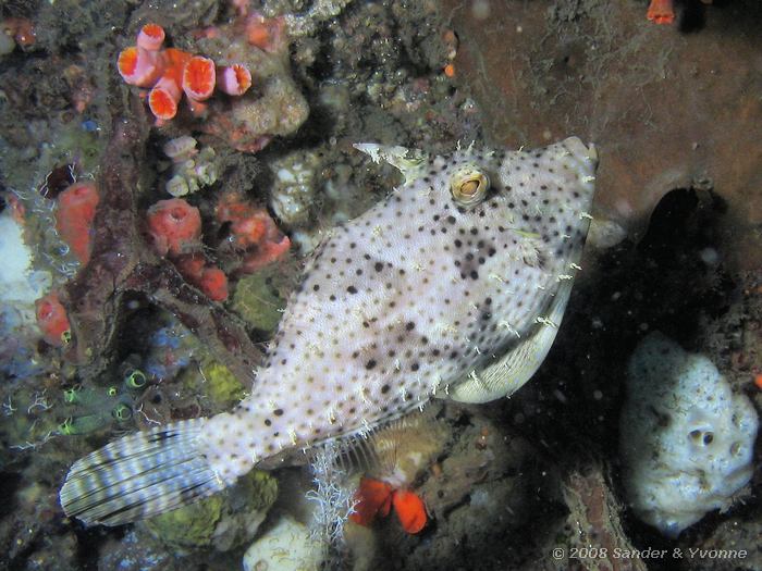Strapweed filefish, Pseudomonacanthus macrurus, Nudi Falls, Straat van Lembeh