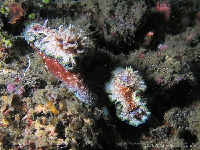 Glossodoris cincta, 2 naaktslakken, Nudi Falls, Straat van Lembeh