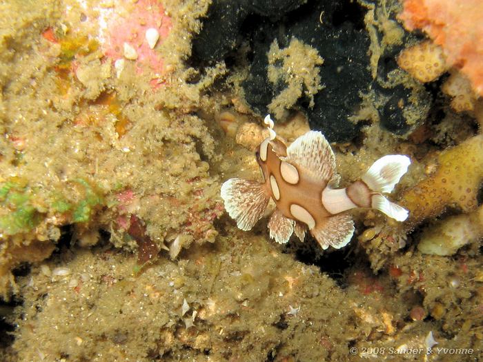 Jonge harlekijnvis, Plectorhinchus chaetodonoides, Critter Hunt, Straat van Lembeh