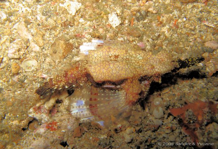 Vleugelpaardvis, Eurypegasus draconis, Critter Hunt, Straat van Lembeh
