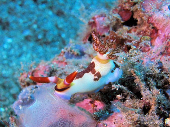 Nembrotha rutilans, Naaktslak, Nudi Retreat, Straat van Lembeh