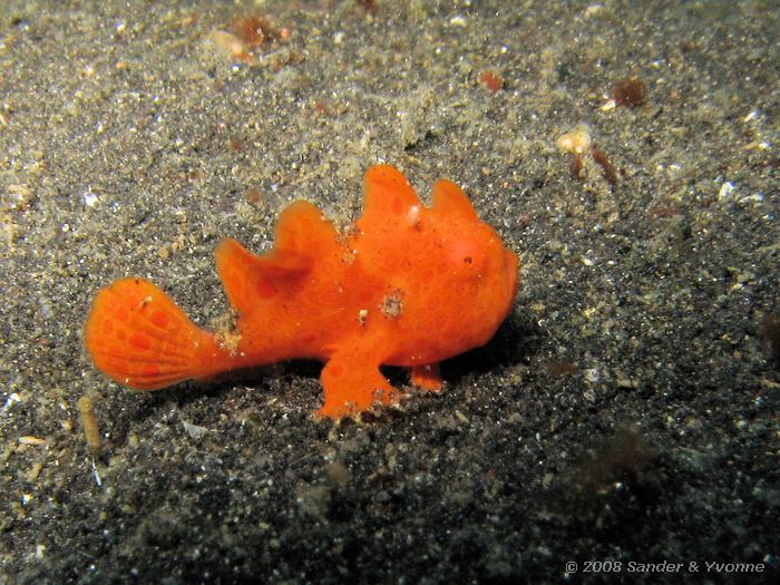 Gevlekte hengelaarsvis, Antennarius pictus, Hairball, Straat van Lembeh