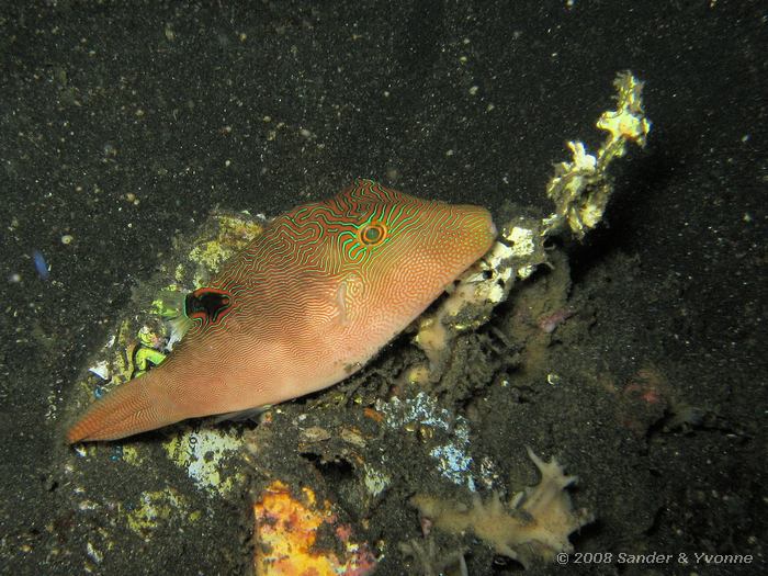 Fingerprint toby, Canthigaster compressa, Laris Crack, Straat van Lembeh