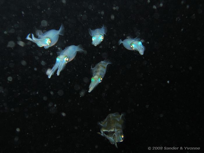 Pijlinktvissen, Niet gevonden, Laris Crack, Straat van Lembeh