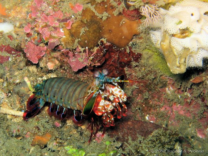 Bonte bidsprinkhaankreeft, Odontodactylus scyllarus, Rumah Inda, Straat van Lembeh