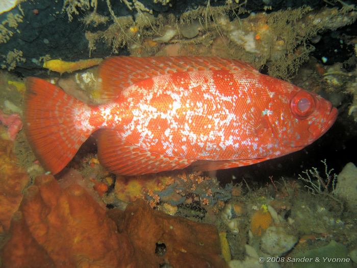 Blochs grootoogbaars, Priacanthus blochii , Rumah Inda, Straat van Lembeh