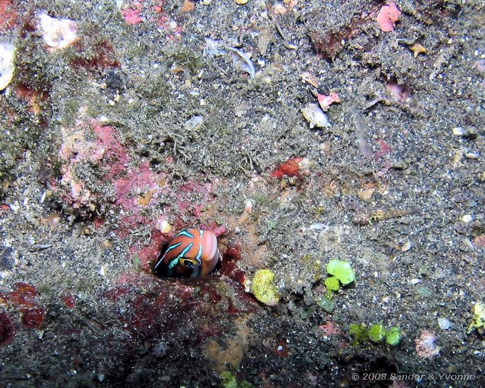 Bluestriped fangblenny, Plagiotremus rhinorhynchos, Teluk Kembahu I, Straat van Lembeh