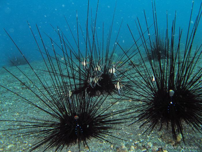 Juweelkardinaalbaarzen in diadeem zee-egels, Pterapogon kauderni, Teluk Kembahu I, Straat van Lembeh