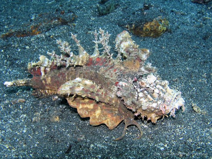 Duivelsvis, Inimicus didactylus, Teluk Kembahu I, Straat van Lembeh