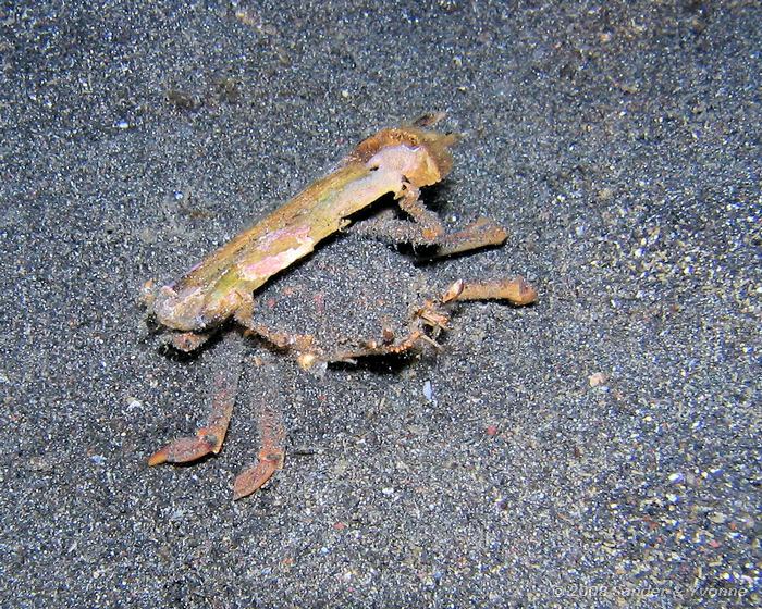 Homola barbata, Krab die graag iets draagt, Letuz Surprise, Straat van Lembeh
