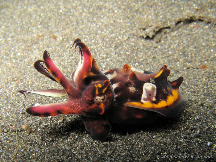 Prachtsepia, Metasepia pfefferi, Letuz Surprise, Straat van Lembeh