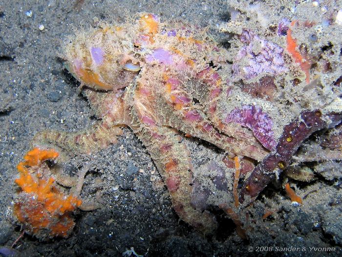 Harige octopus, Octopus spp., Makawide, Straat van Lembeh
