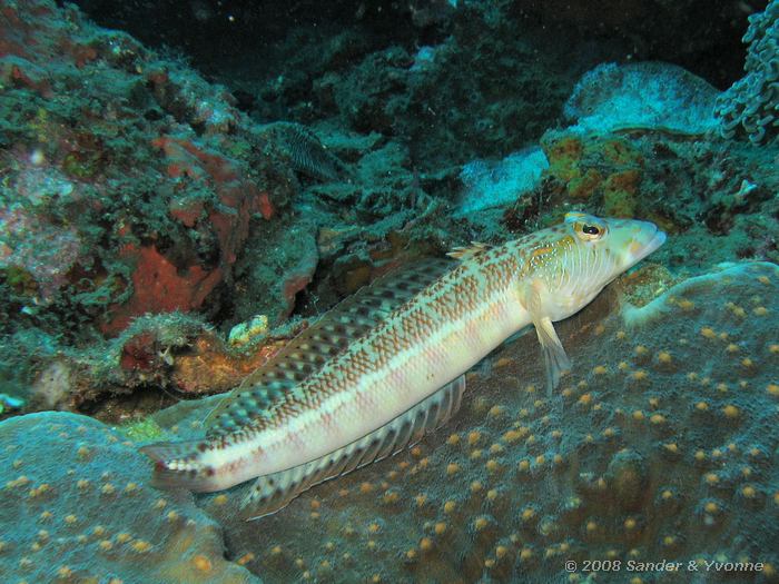 Yellowbar sandperch, Parapercis xanthozona, Makawide, Straat van Lembeh