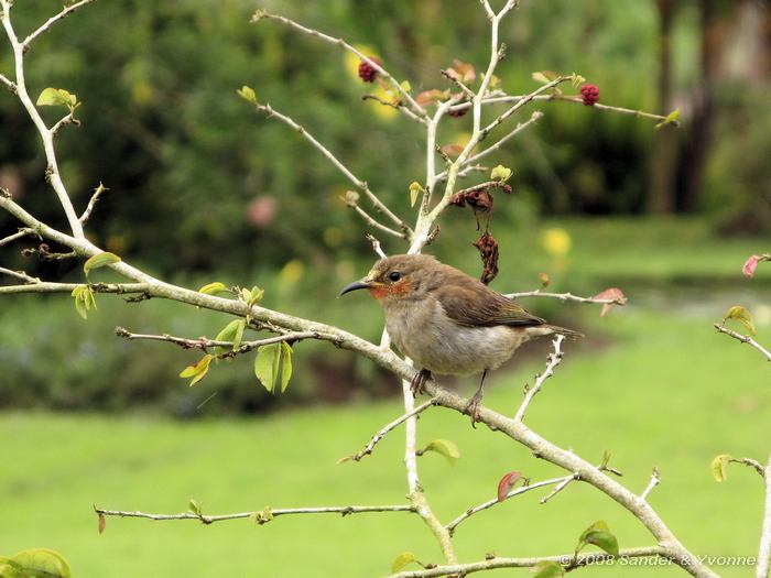 Sulawesidwerghoningeter, Myzomela chloroptera chloroptera, in het prachtige park van Gardenia