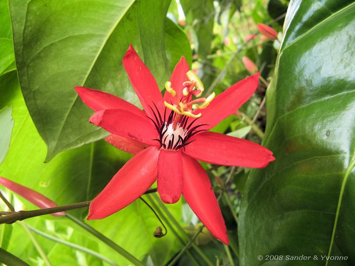 Bloem, In het prachtige park van Gardenia