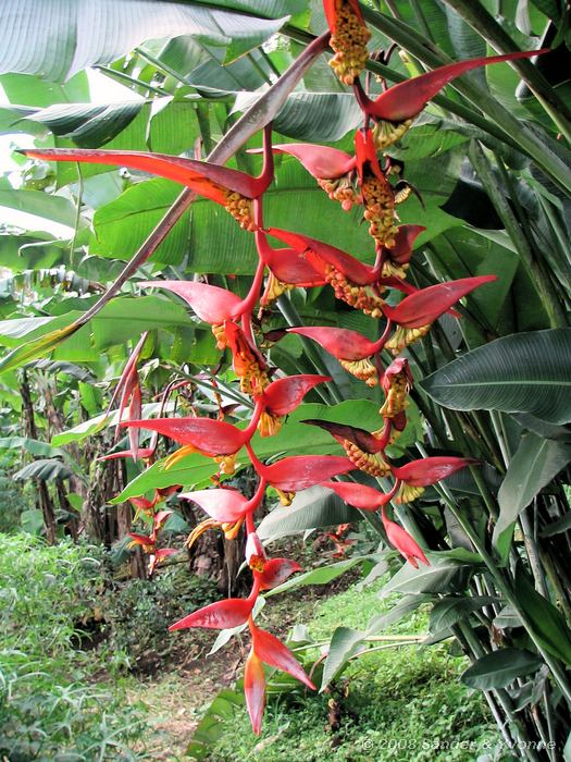 Bloem, In het prachtige park van Gardenia