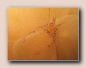 [Click to enlarge image]