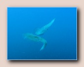 [Click to enlarge image]