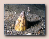 [Click to enlarge image]