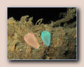 [Click to enlarge image]